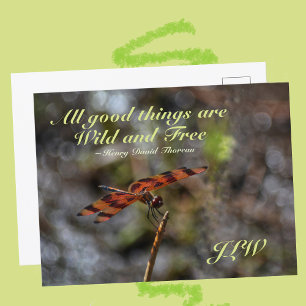 Wild and Free Quote Golden Dragonfly Photographic Postcard