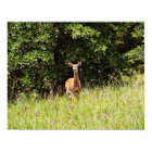 Wild and Sweet Deer Photographic Art Print