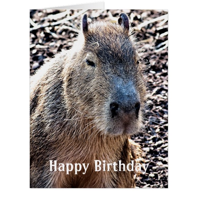 WILD ANIMAL CAPYBARA (Front)