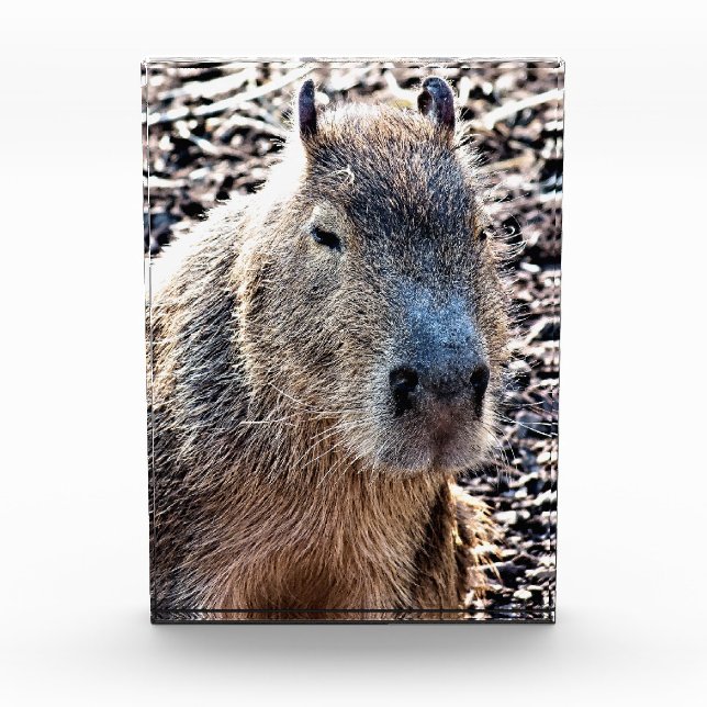 WILD ANIMAL CAPYBARA PHOTO BLOCK (Front)