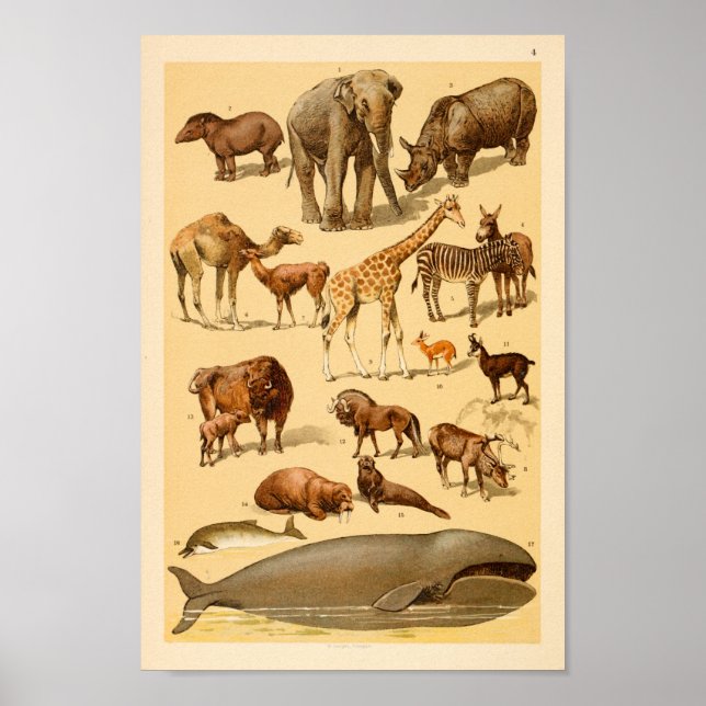 Wild Animal Collection Elephant Giraffe Art Print (Front)