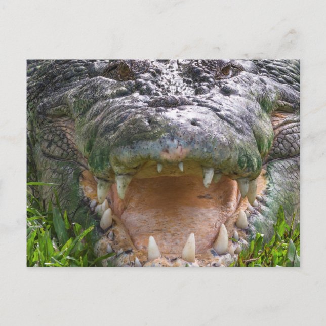 Wild animal saltwater crocodile head mouth open postcard (Front)