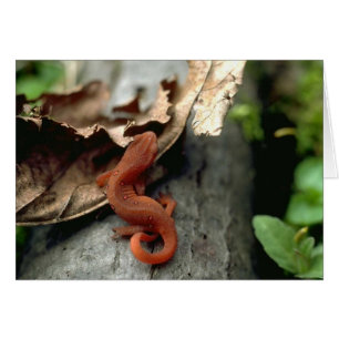 Wild Animals 15
