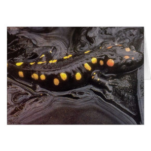 Wild Animals 19