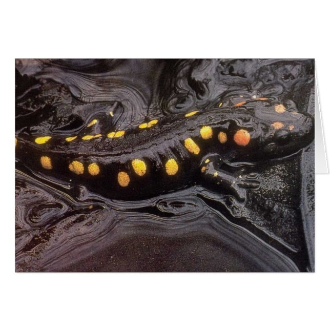 Wild Animals 19 (Front Horizontal)