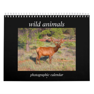 wild animals 2027 calendar