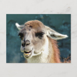 WILD ANIMALS - GUANACO POSTCARD