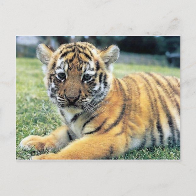 Wild animals postcard (Front)