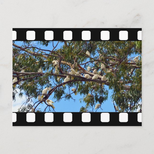 Wild Australian Cockatoos In Gum Trees, Postcard (Front)