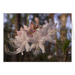 Wild Azalea