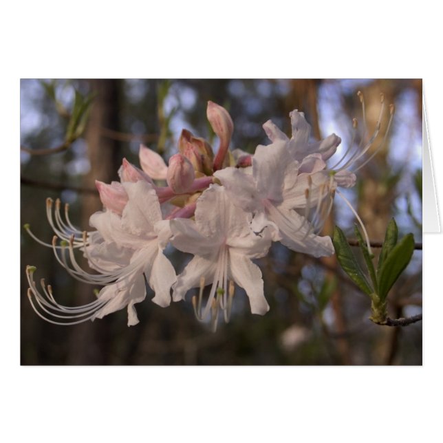 Wild Azalea (Front Horizontal)