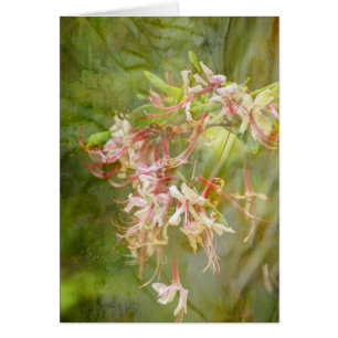 Wild Azalea Blossoms = Springtime