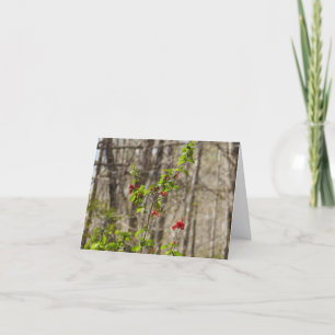 Wild Azalea Bush at Smoky Mountains Note Card
