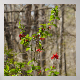 Wild Azalea Bush at Smoky Mountains Poster