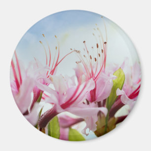 wild azaleas magnet