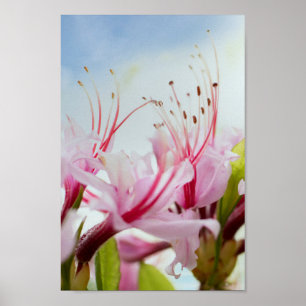 wild azaleas poster