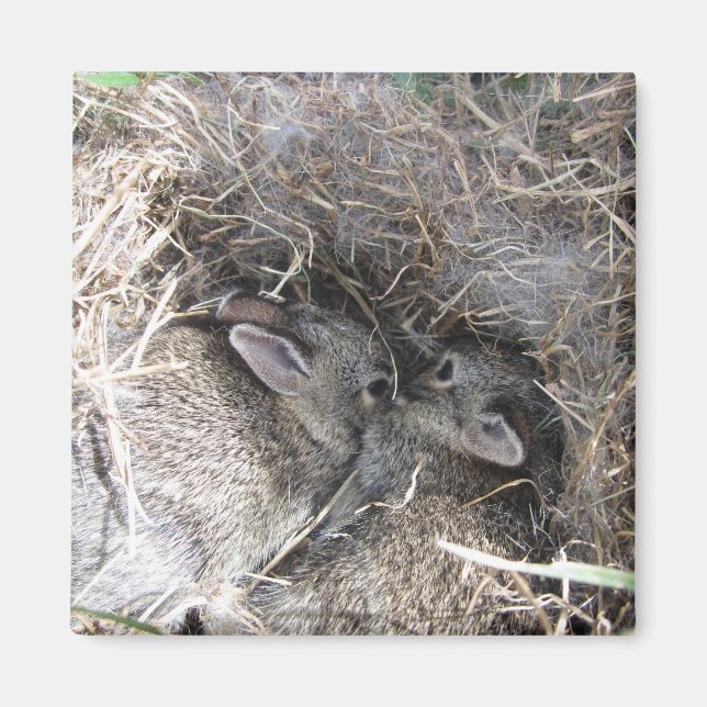 Wild Baby Bunnies Magnet (Front)