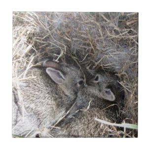 Wild Baby Bunnies Tile