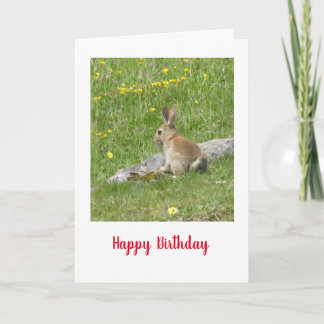 Wild baby rabbit Birthday card