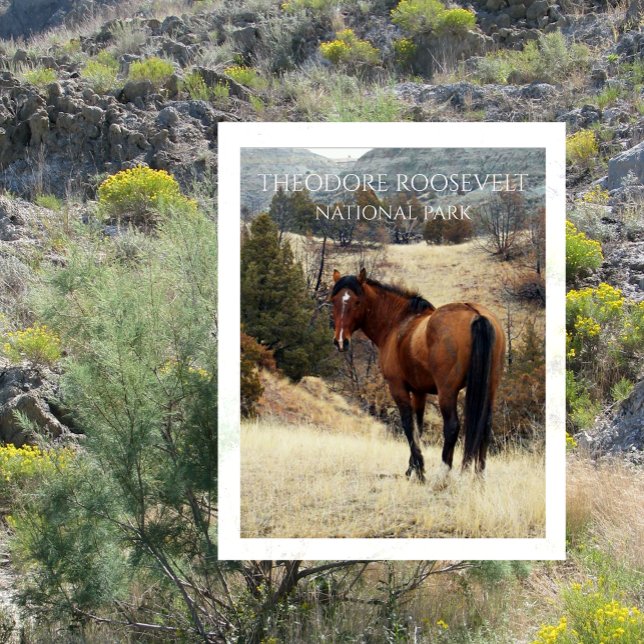 Wild Bay Horse. Theodore Roosevelt National Park Postcard (Creator Uploaded)
