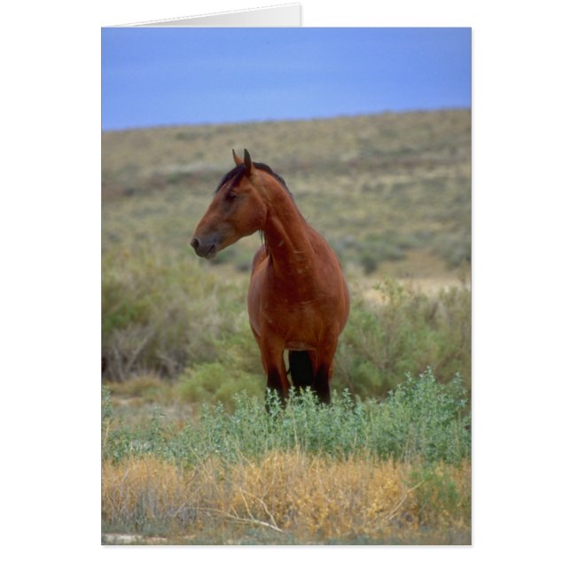 Wild Bay Horse, Wyoming (Front)