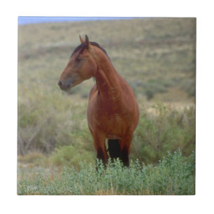 Wild Bay Horse, Wyoming Tile