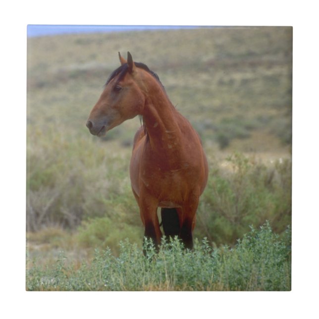 Wild Bay Horse, Wyoming Tile (Front)