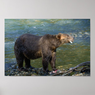 Wild Bear Got His Salmon At Toba Inlet Poster