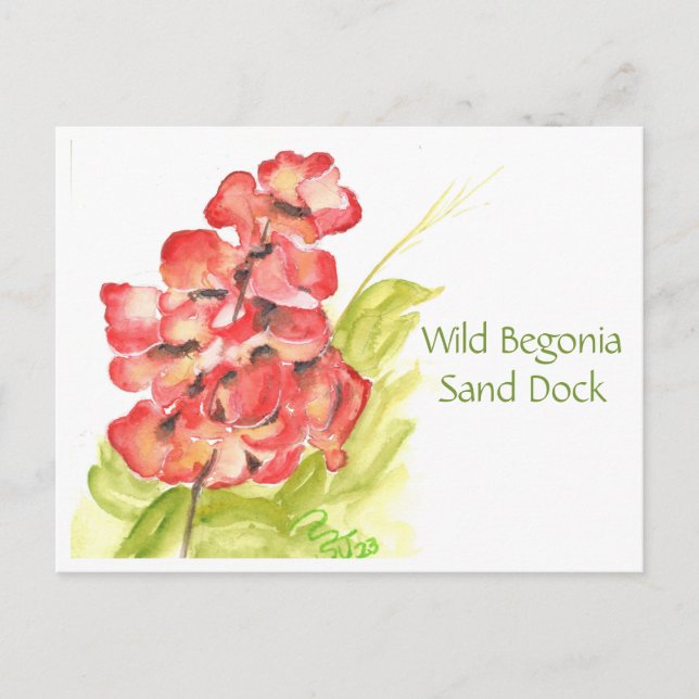 Wild Begonia Post Card (Front)