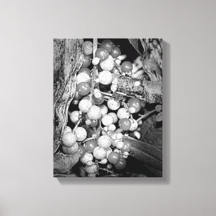 Wild Berries Black And White    Canvas Print