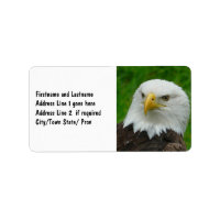 Wild Bird Photography - American Bald Eagle