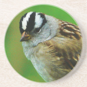 Wild Bird - White Crowned Song Sparrow Coaster