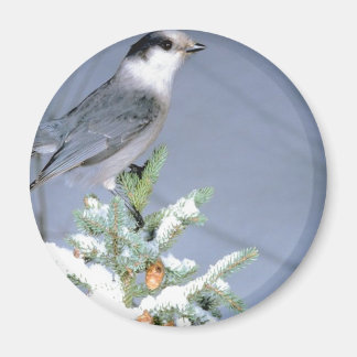 Wild Bird Winter Magnet