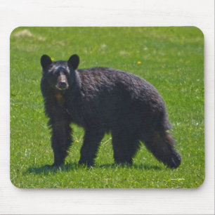 Wild Black Bear and Grass Wildlife Photo Mouse Pad