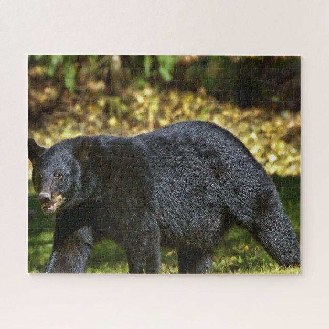 Wild Black Bear. Jigsaw Puzzle (Horizontal)
