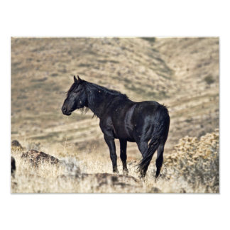 Wild Black Mustang Stallion Photo Print