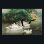 Wild Black-Necked Swan Family Vintage Art Poster<br><div class="desc">This public domain illustration was extracted from the vintage book " Zoological sketches Illustrations" by Wolf Joseph. Joseph Wolf was a German artist who specialised in natural history illustration.</div>