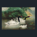 Wild Black-Necked Swan Family Vintage Art Poster<br><div class="desc">This public domain illustration was extracted from the vintage book " Zoological sketches Illustrations" by Wolf Joseph. Joseph Wolf was a German artist who specialised in natural history illustration.</div>