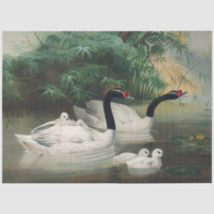 Wild Black-Necked Swan Family Vintage Decoupage  Tissue Paper