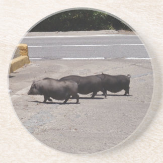 Wild Black Pigs Coaster