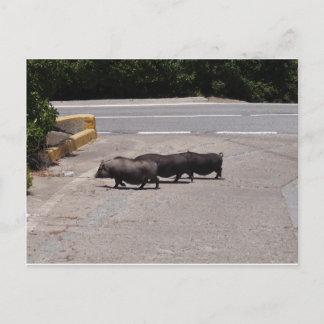 Wild Black Pigs Postcard