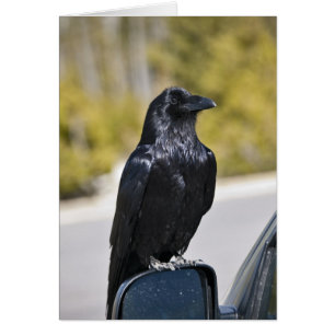 Wild Black Raven -  Card