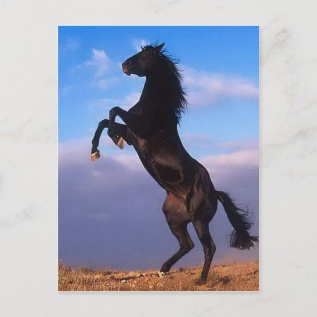 Wild Black Stallion Rearing Horse Postcard (Front)