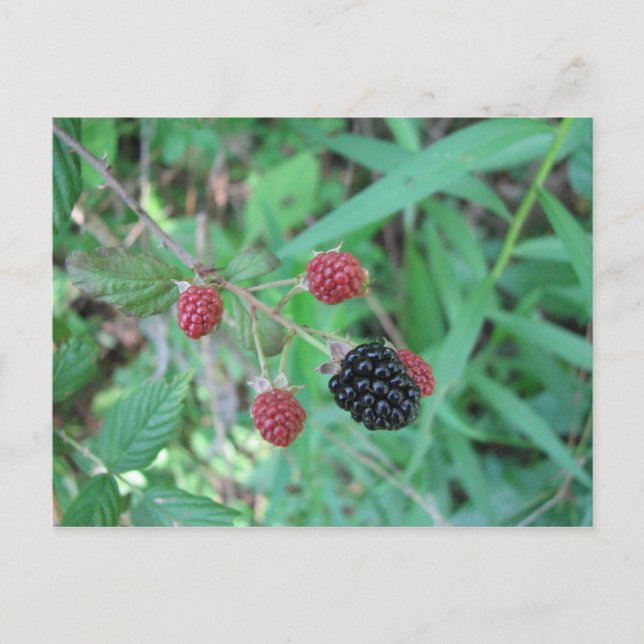Wild Blackberries Postcard (Front)