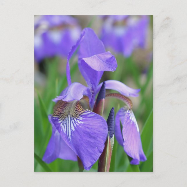 Wild Blue Flag Iris Flower Postcard (Front)
