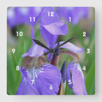 Wild Blue Flag Iris Flower