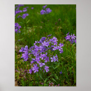 Wild Blue Phlox Poster