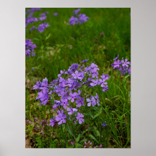 Wild Blue Phlox Poster (Front)