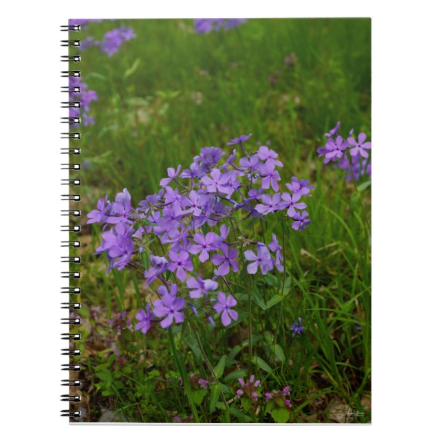 Wild Blue Phlox Spiral Notebook (Front)