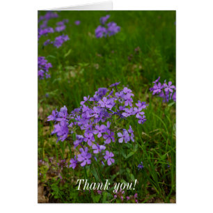 Wild Blue Phlox Thank You Card